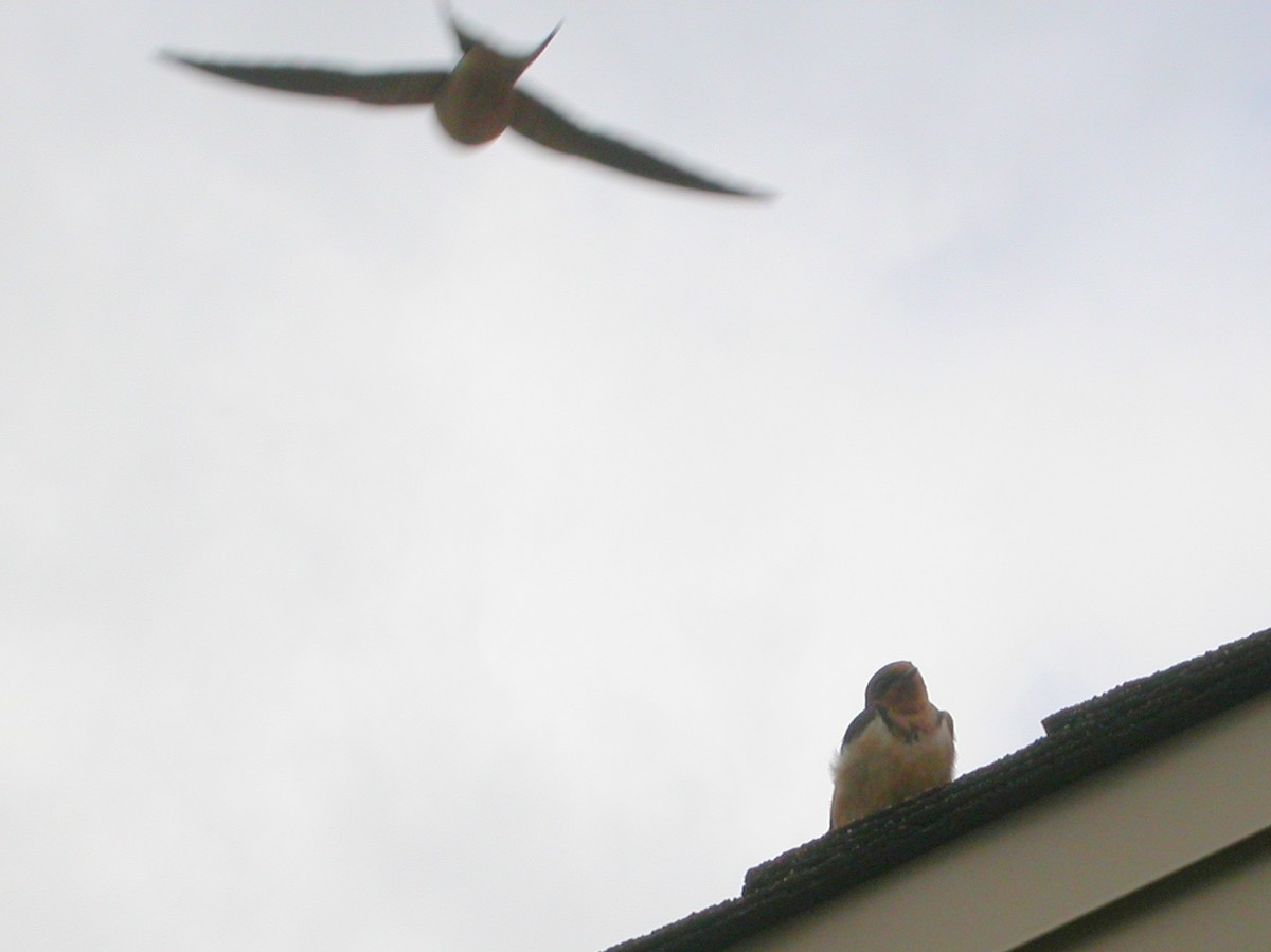 Barn Swallow - Clive S. & Sheila M. Williamson