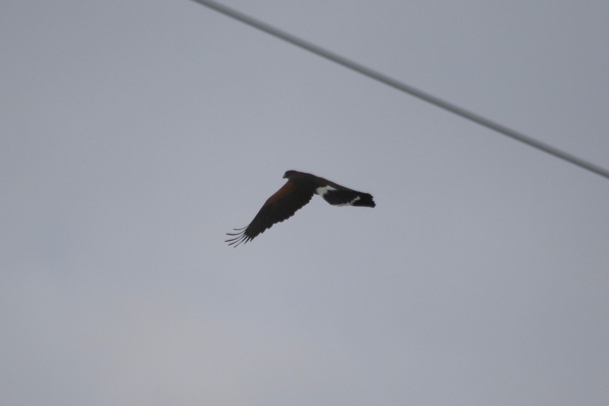 Harris's Hawk - Christian Fernandez