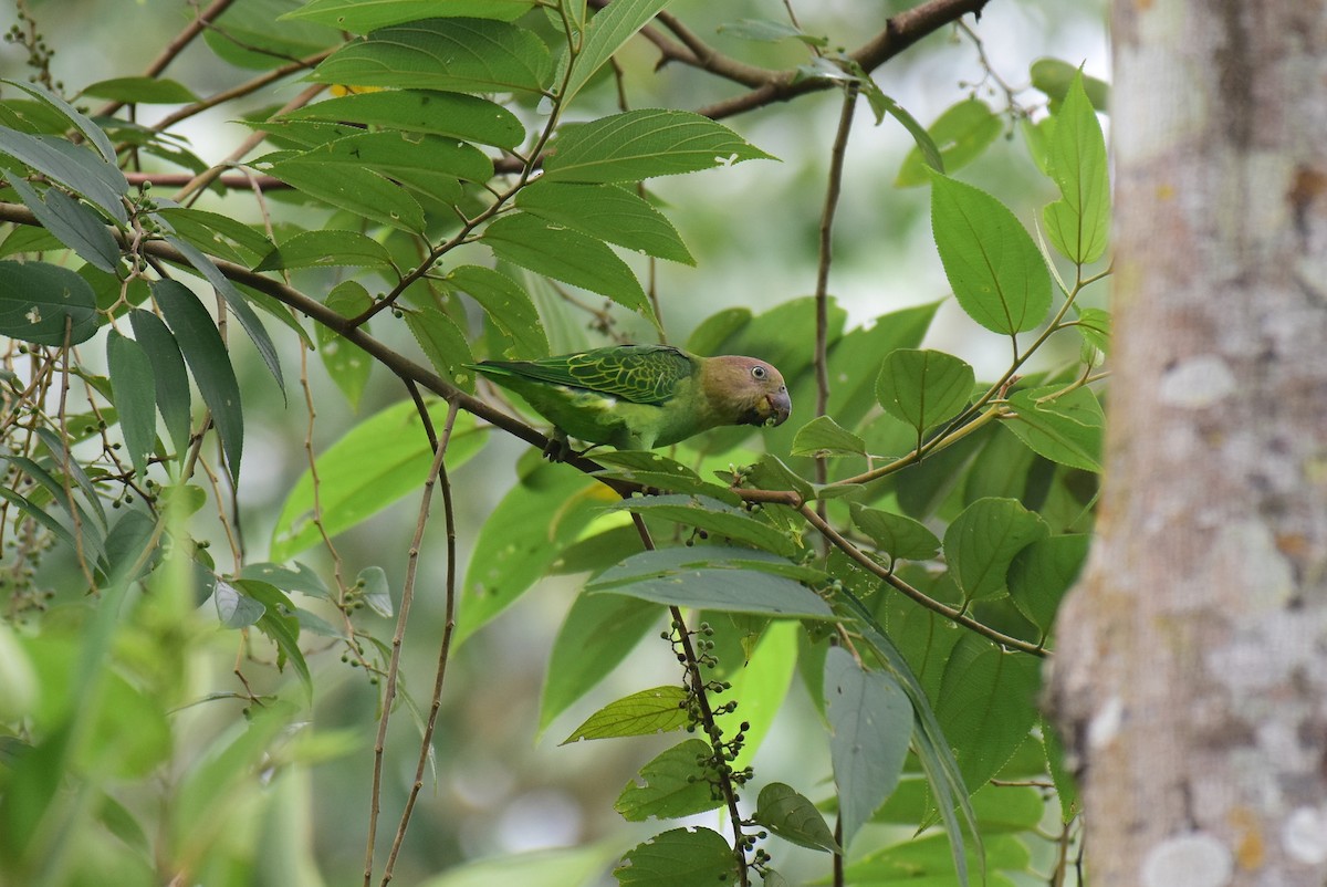 Blue-rumped Parrot - ML219807531