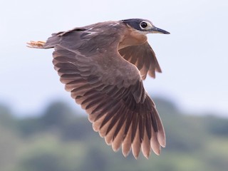Adult - White-backed Night Heron