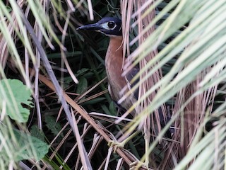Adult - White-backed Night Heron