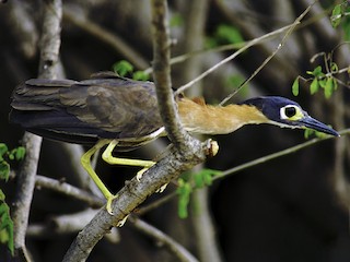 Adult - White-backed Night Heron