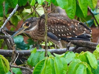 Immature - White-backed Night Heron