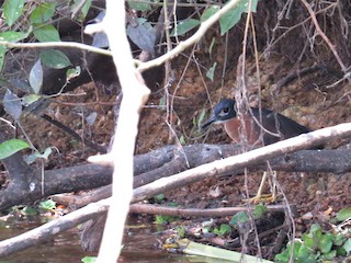 Adult - White-backed Night Heron