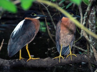 Adult - White-backed Night Heron