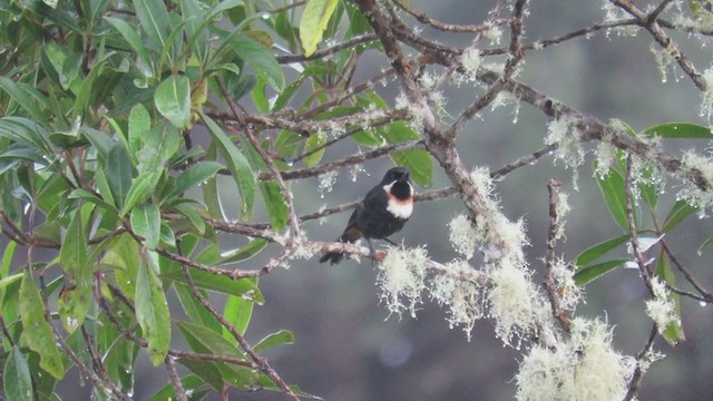 Moustached Flowerpiercer - ML219810081