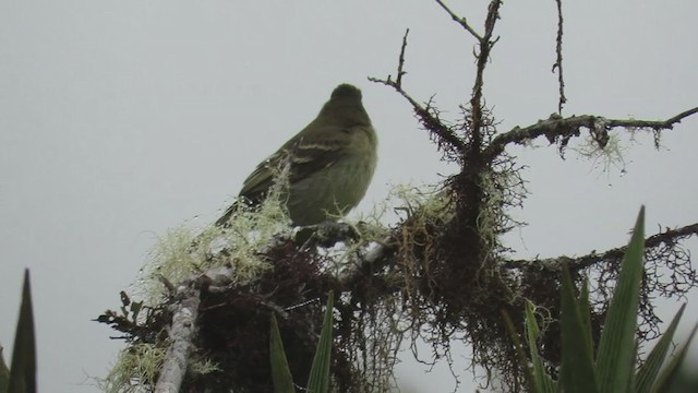 Highland Elaenia - ML219810141