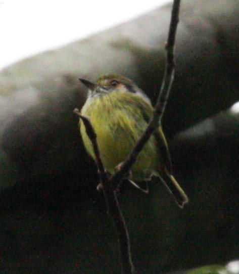 Eared Pygmy-Tyrant - ML21981021