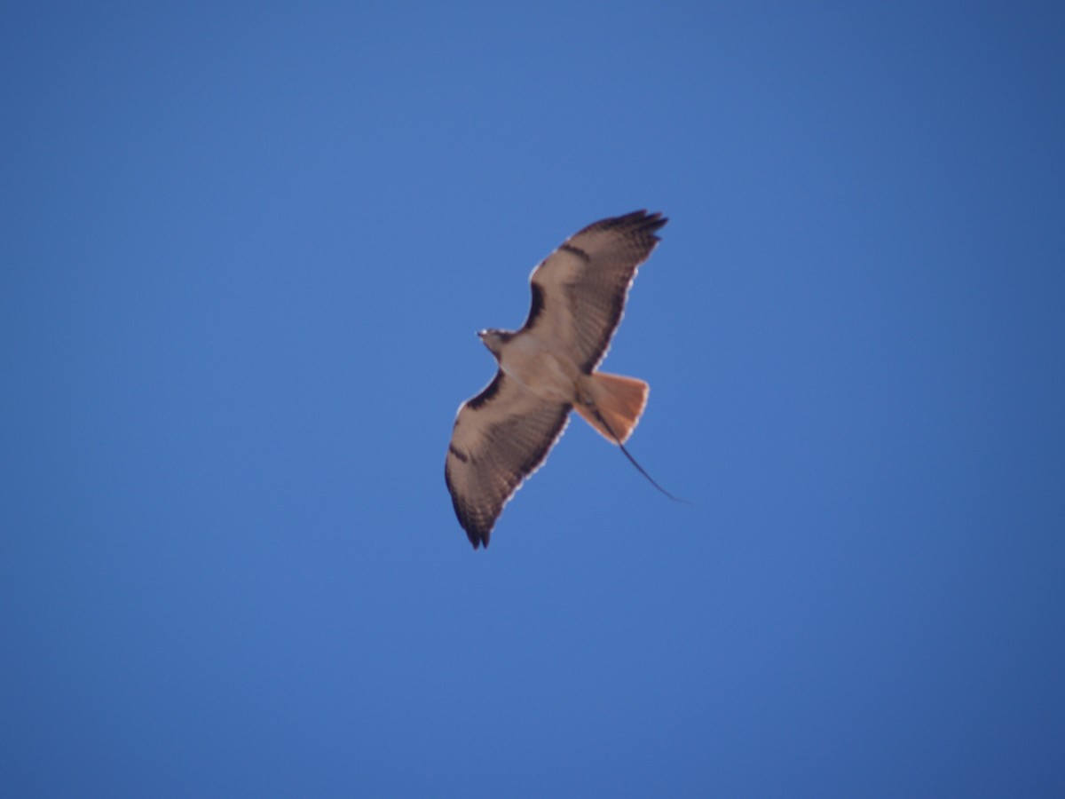 Red-tailed Hawk - Jeff Sexton