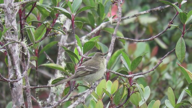 Highland Elaenia - ML219810401