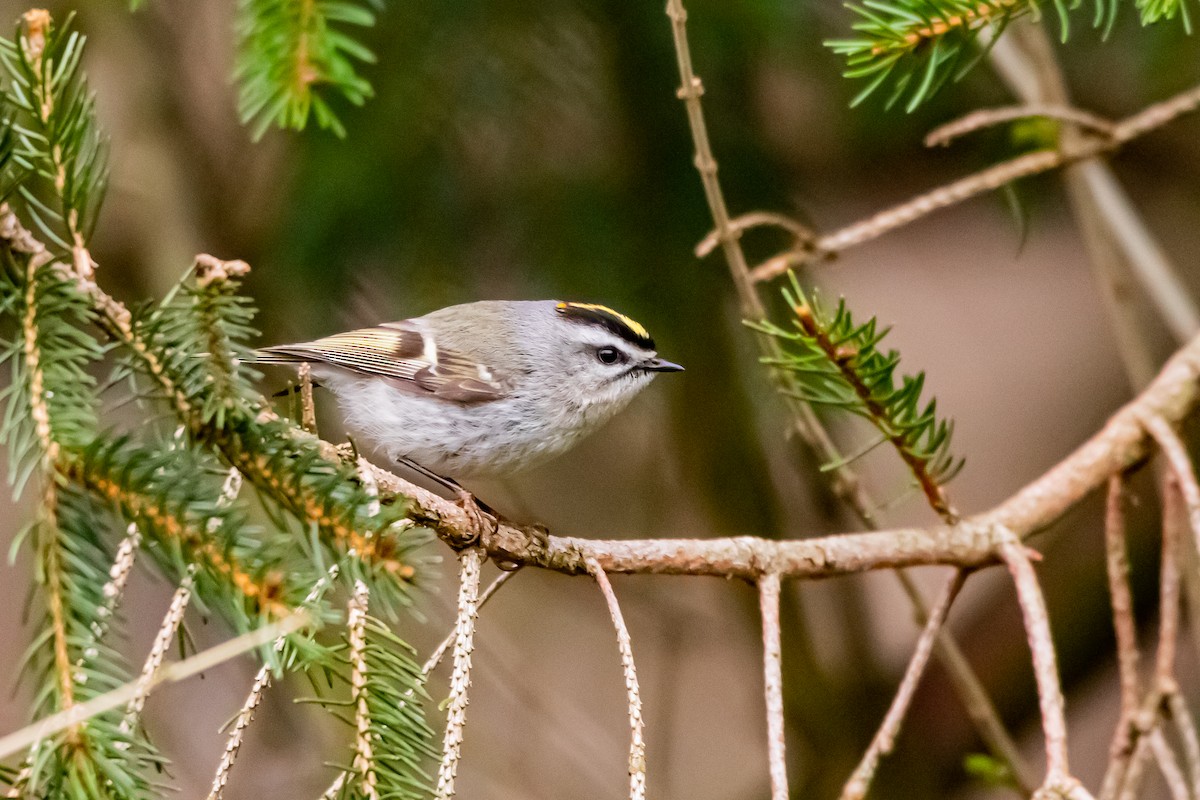 Golden-crowned Kinglet - ML219811411