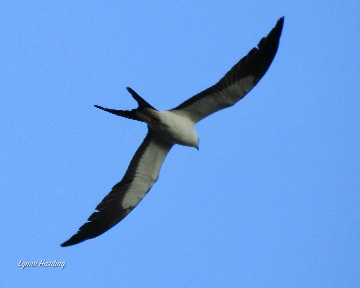Swallow-tailed Kite - ML219811831