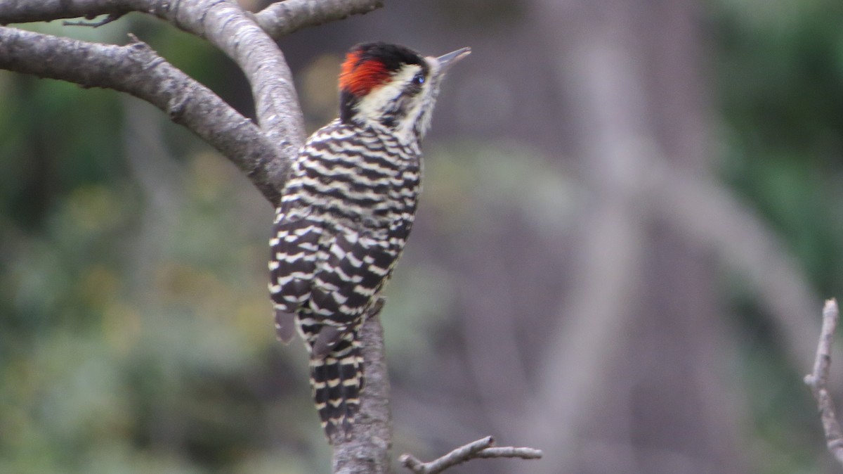 Striped Woodpecker - Nelson Contardo