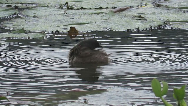 Least Grebe - ML219813171