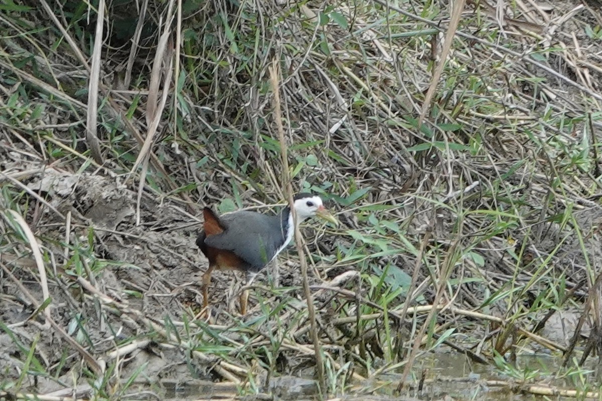 White-breasted Waterhen - ML219813771