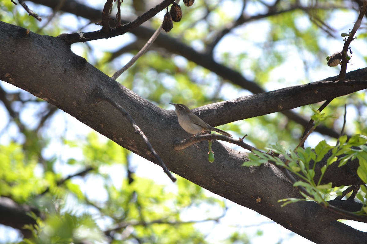 Bewick's Wren - ML219815091