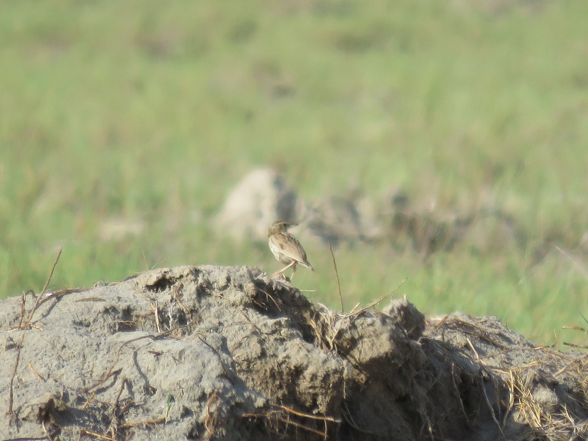 Peruvian Pipit - ML219815471