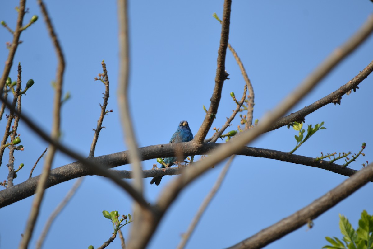 Indigo Bunting - ML219816531