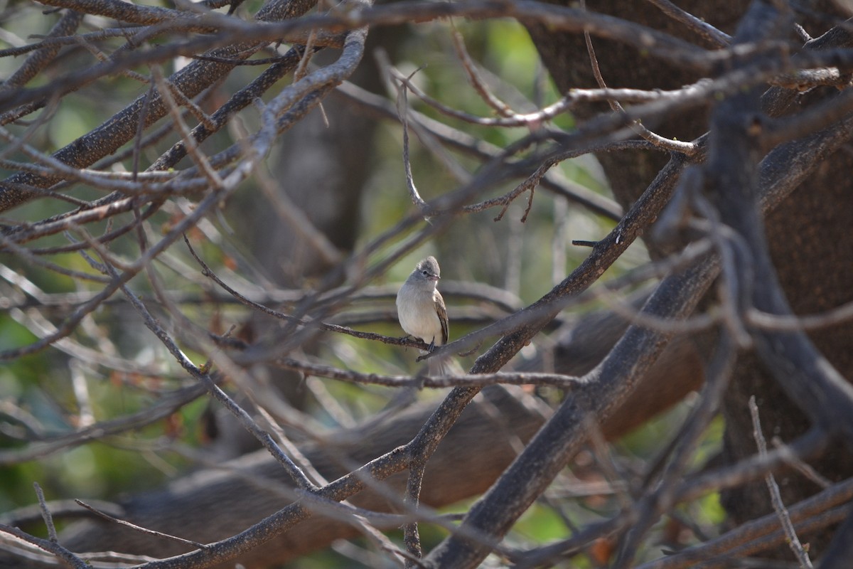Northern Beardless-Tyrannulet - ML219816941