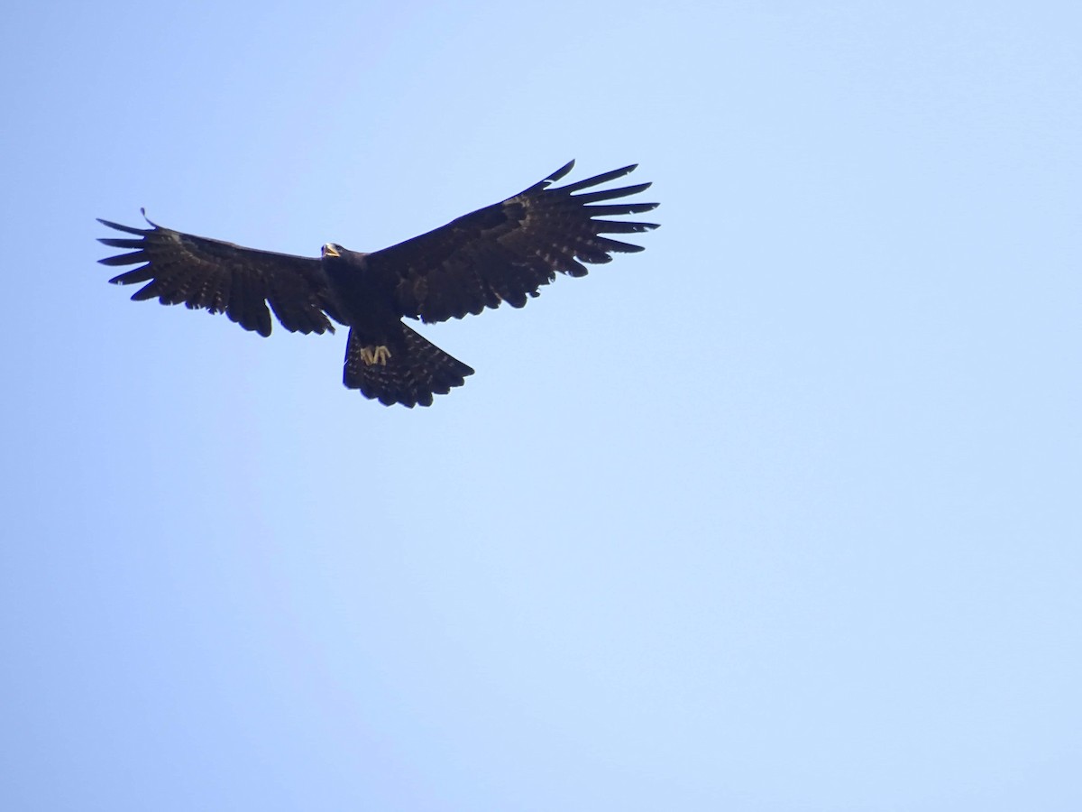 Black Eagle - ML219818361