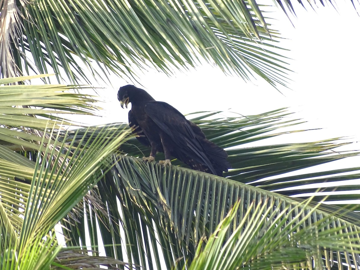 Black Eagle - ML219818541