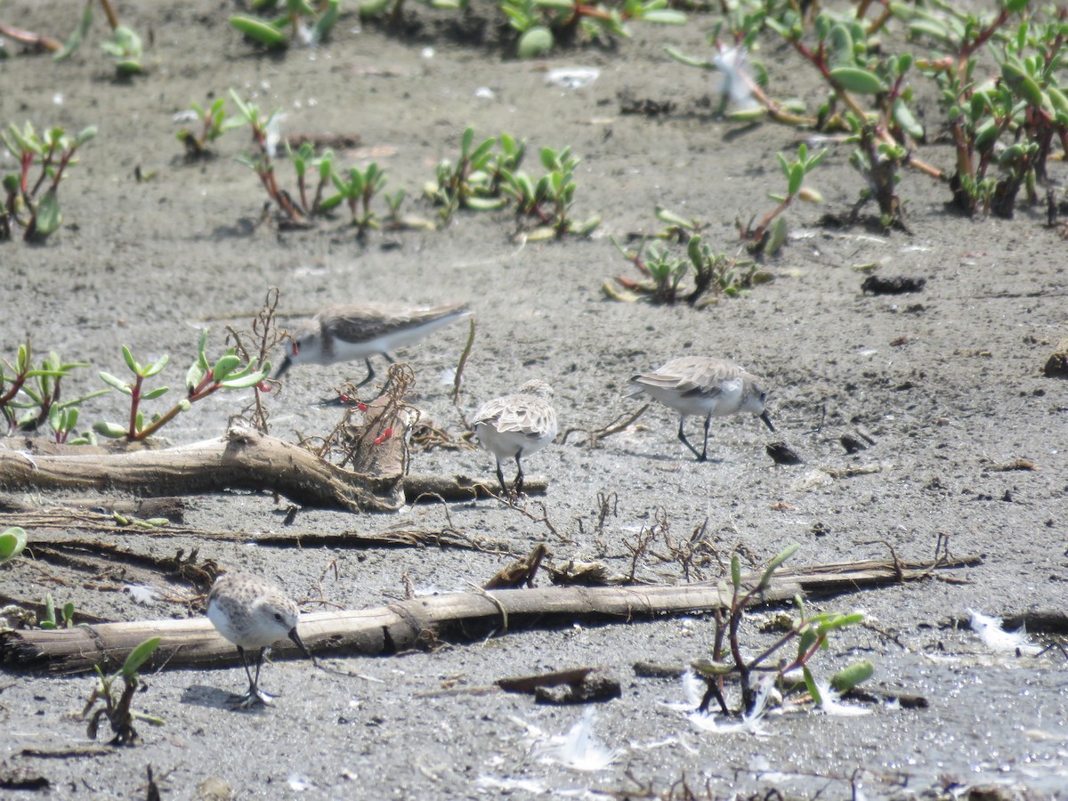 Semipalmated Sandpiper - ML219818771