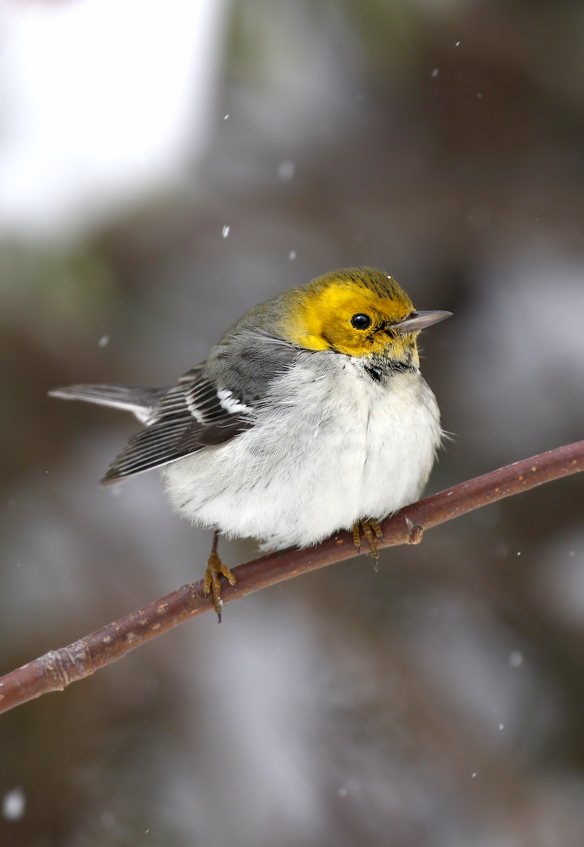 Hermit Warbler - ML219819411