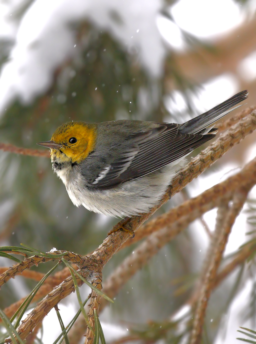 Hermit Warbler - ML219819421