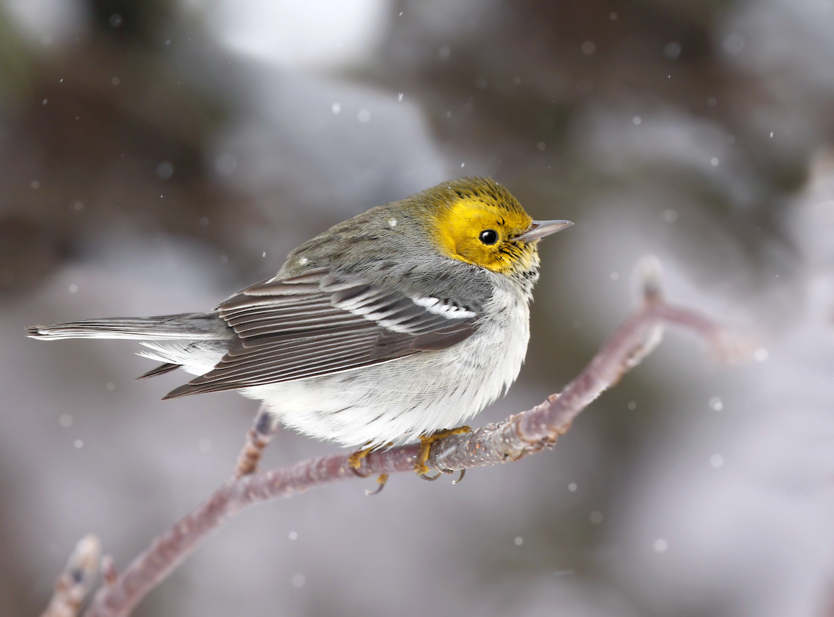 Hermit Warbler - ML219819471