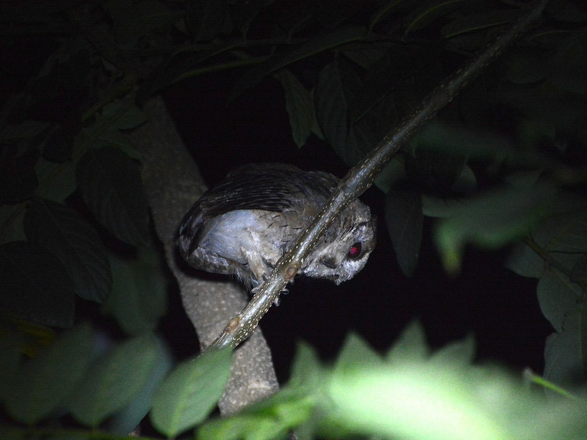 Indian Scops-Owl - ML219820201