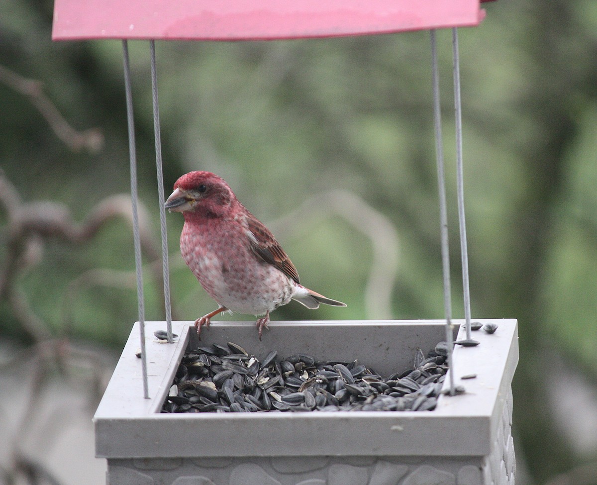 Purple Finch - ML219820531