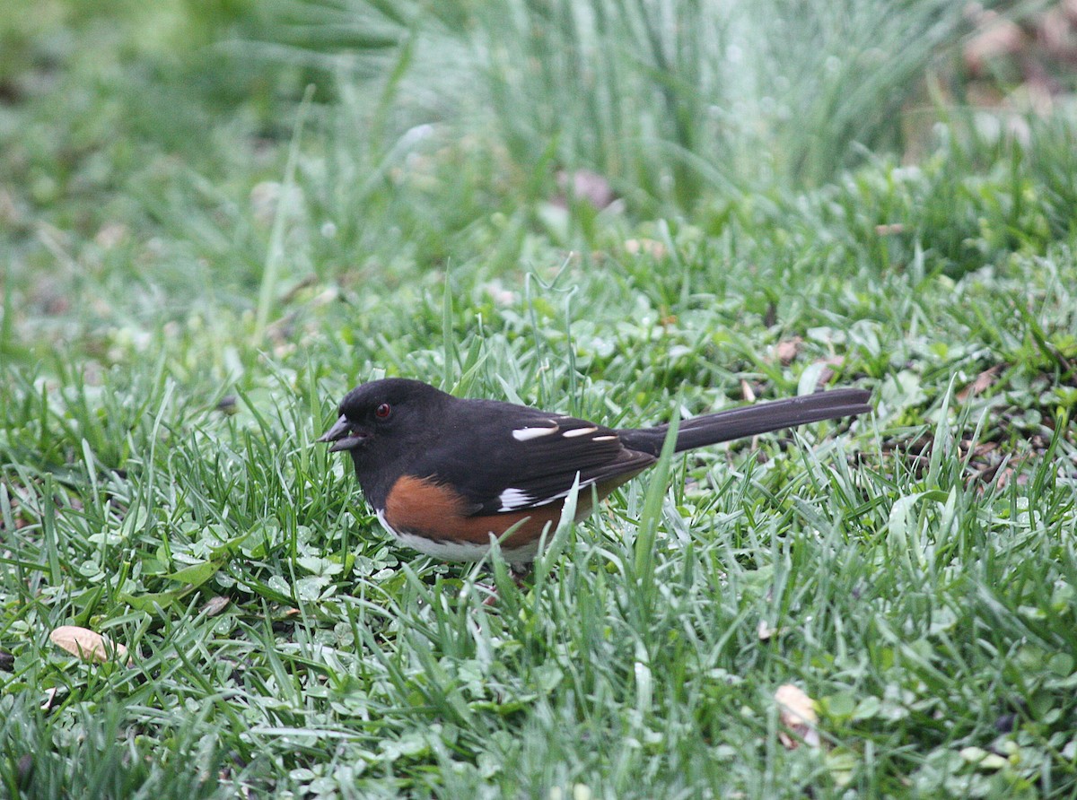 Eastern Towhee - ML219820681