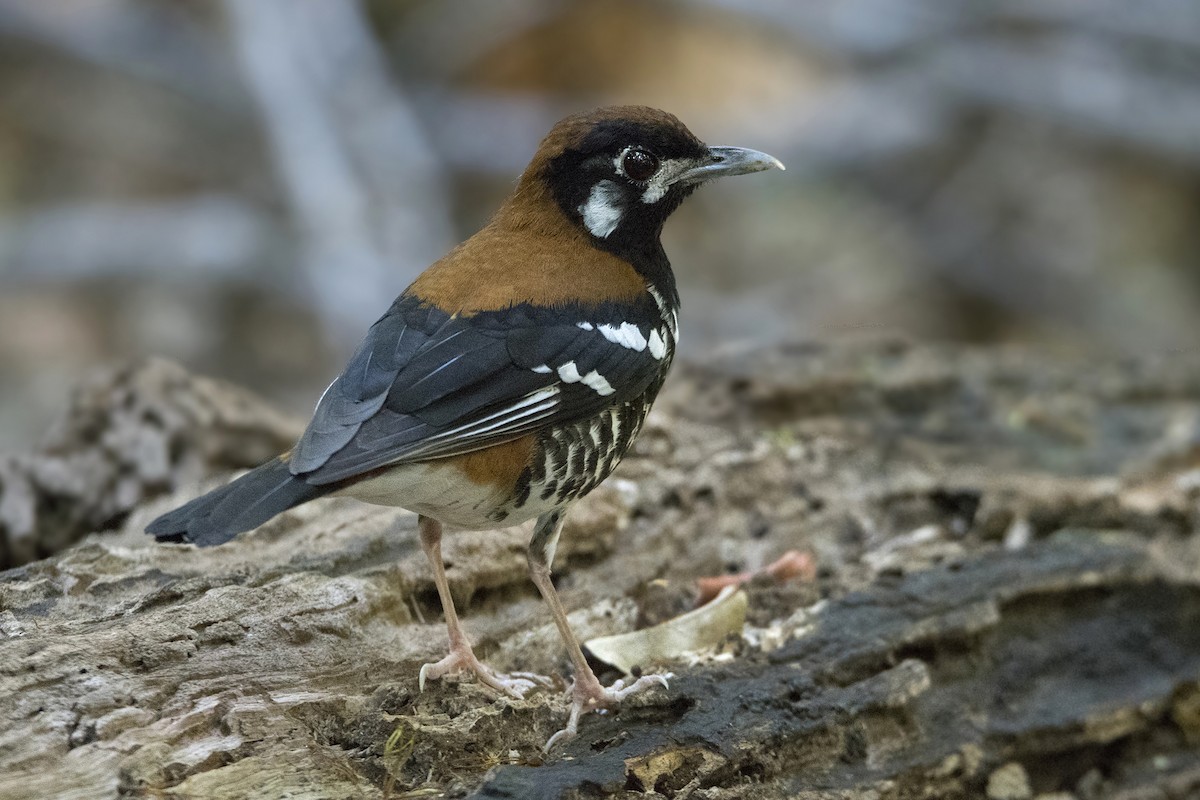 Rusty-backed Thrush - Miquel Bonet