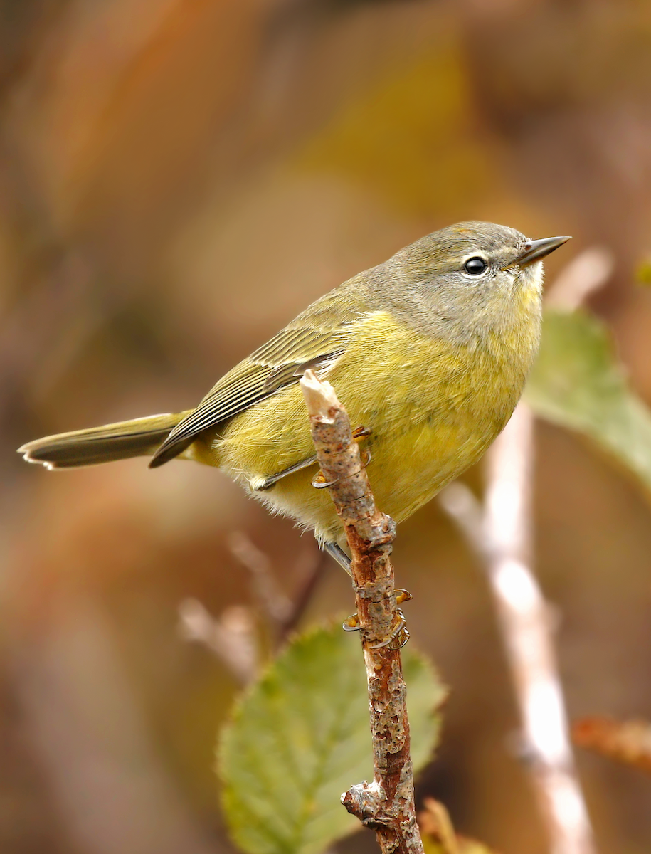 Orange-crowned Warbler - ML219821221