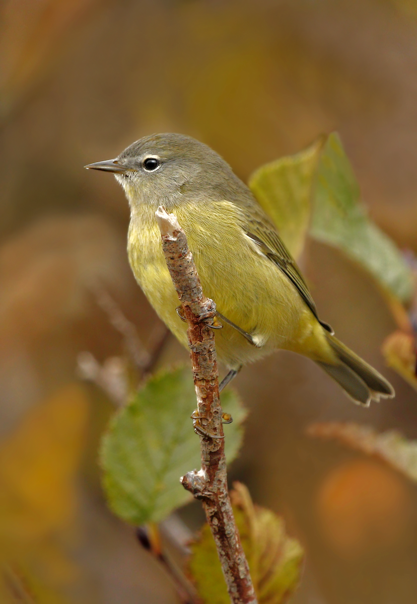 Orange-crowned Warbler - ML219821261
