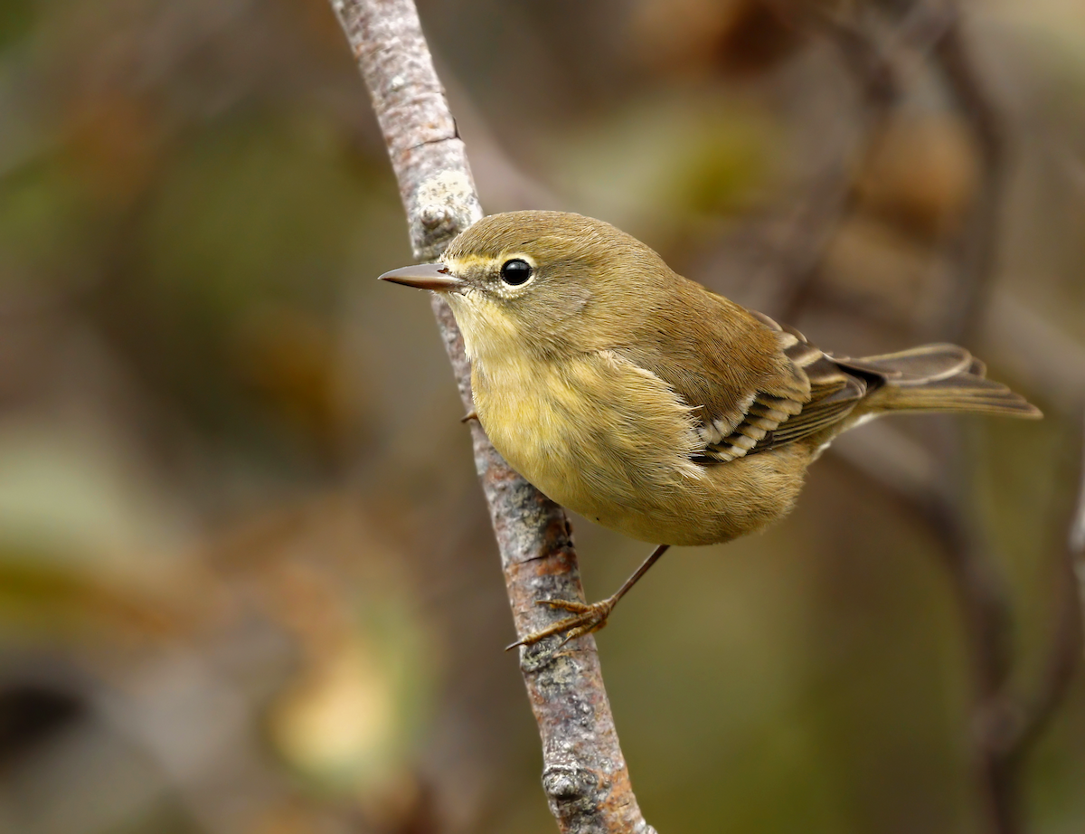 Pine Warbler - ML219821311