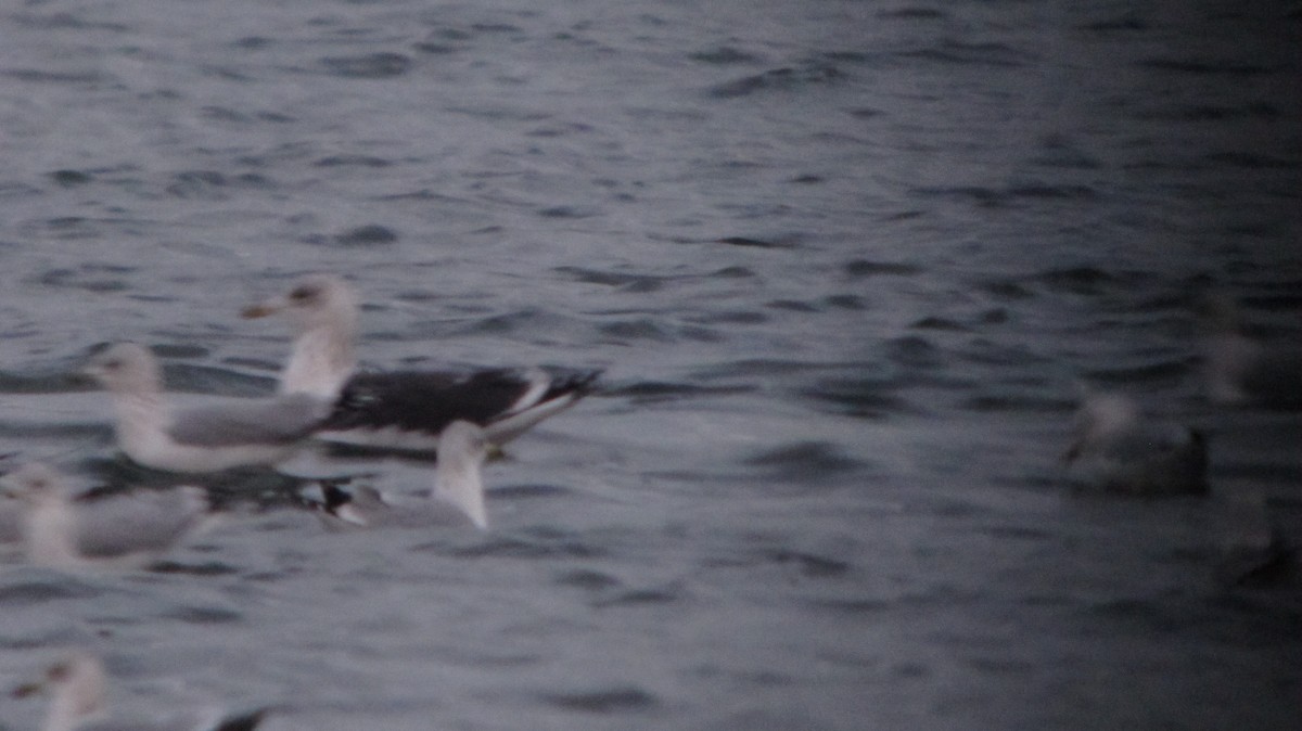 Lesser Black-backed Gull - ML219821431