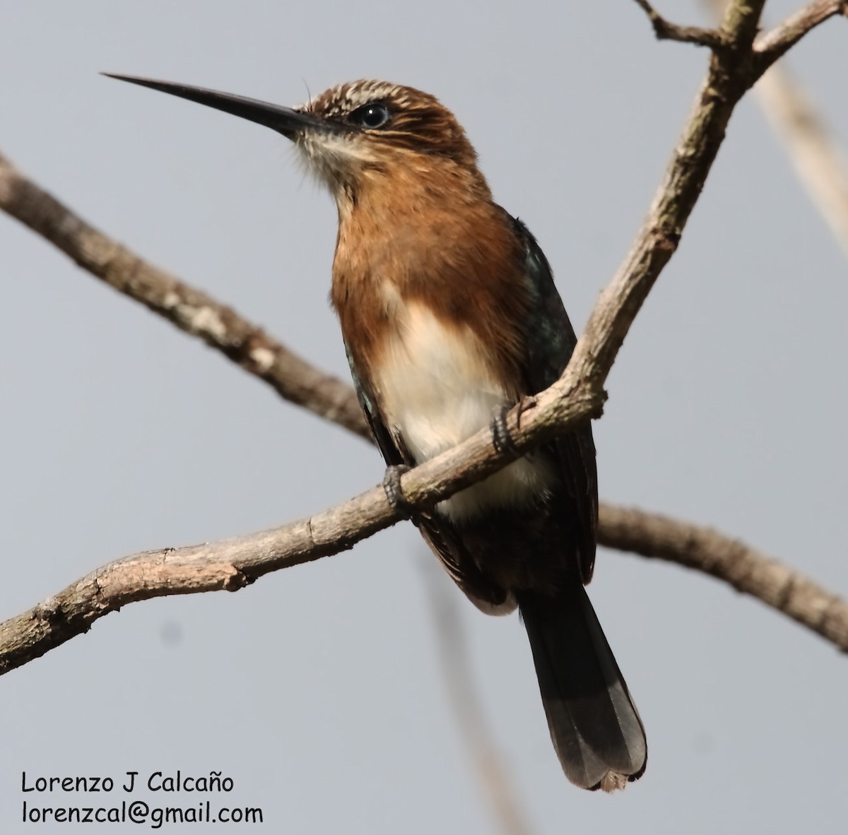 Brown Jacamar - Lorenzo Calcaño