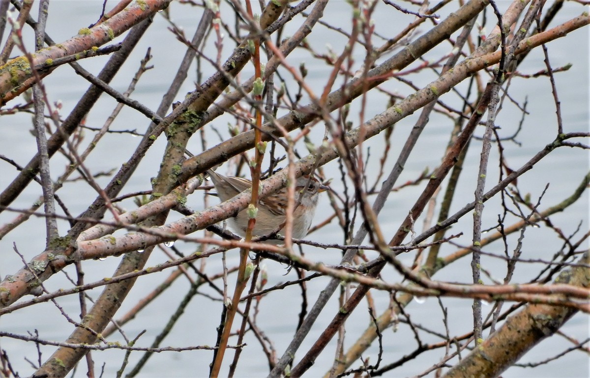 American Tree Sparrow - ML219823551