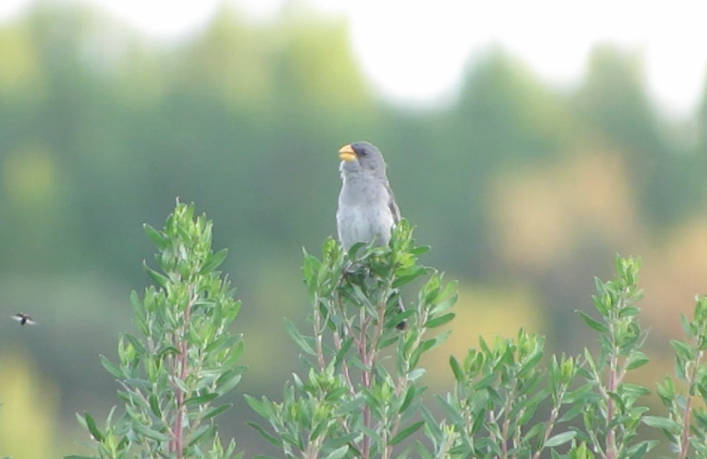 Tropeiro Seedeater - ML21982371