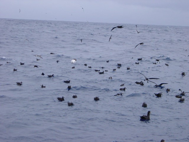 Puffin à lunettes - ML219823971