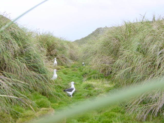 Atlantic Yellow-nosed Albatross - ML219825921