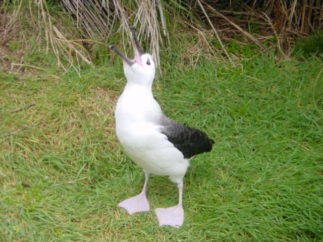 Atlantic Yellow-nosed Albatross - ML219825941