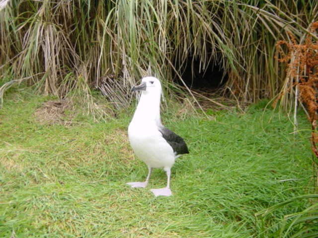 Atlantic Yellow-nosed Albatross - ML219825961