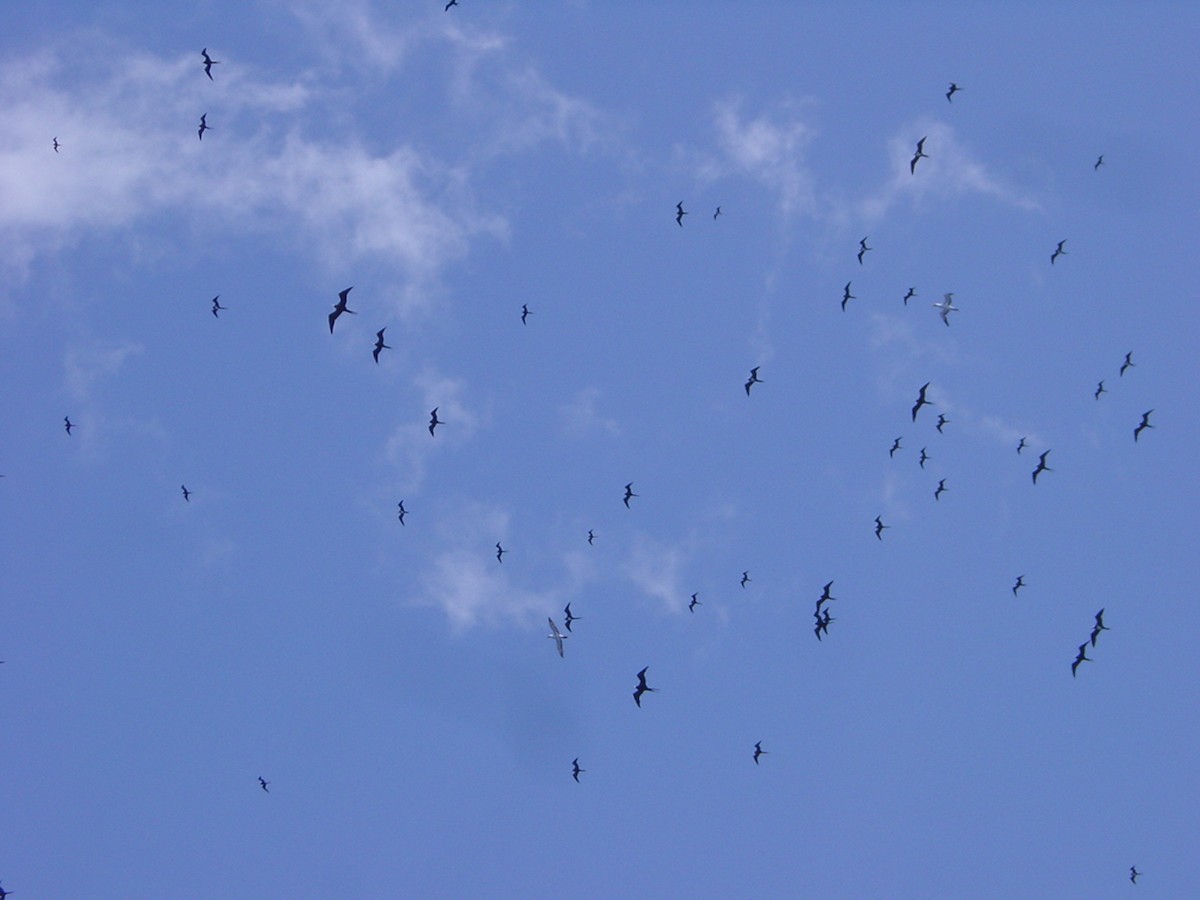 Ascension Frigatebird - ML219828781