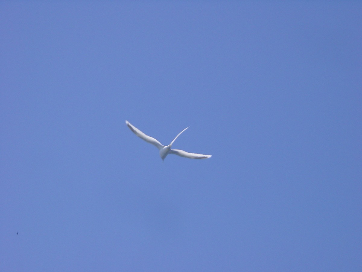 White-tailed Tropicbird - ML219828791