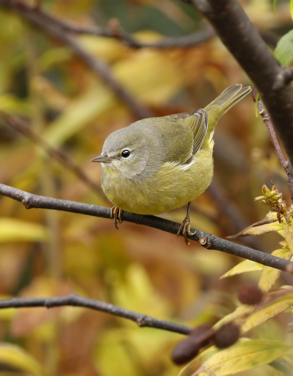 Orange-crowned Warbler - ML219828941