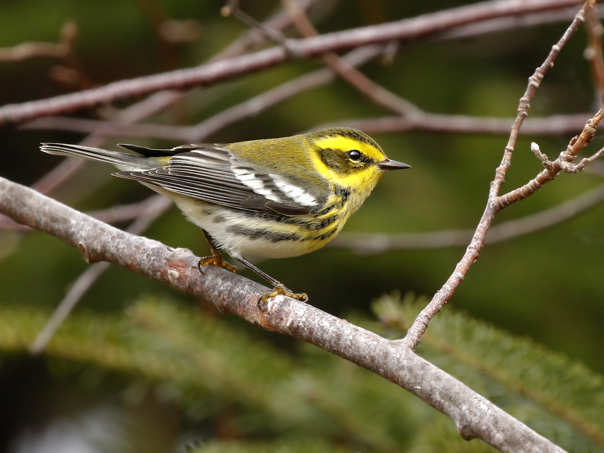 Townsend's Warbler - ML219829001