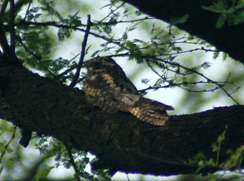 Jungle Nightjar - ML219829231