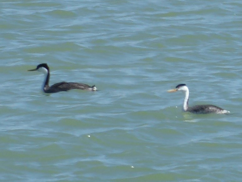 Clark's Grebe - Loren Quinby